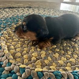 Davey - Black and tan male Dachshund puppy in Brave, Pennsylvania from Small Tales Farm