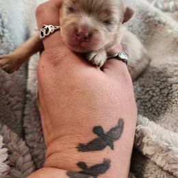 Pomeranian Puppies from Spellbound Pomeranians