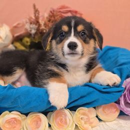 Hershey Kiss - White and black male Pembroke Welsh Corgi puppy in Austin, Texas from Cutest Corgi's of Austin