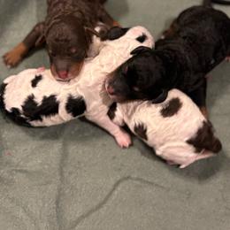 Brown Phanton Male - Phantom male Poodle puppy in Belgreen, Alabama from Scott’s Farm Poodles and Doodles