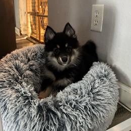 Yunara - Tri-color female Pomsky puppy in Boonville, Indiana from Elysian Pomskies