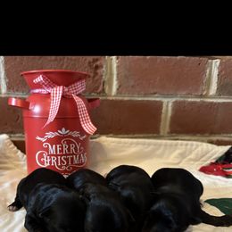 Yorkshire Terrier Puppies from Glass Hill Yorkies