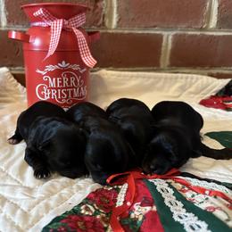 Yorkshire Terrier Puppies from Glass Hill Yorkies
