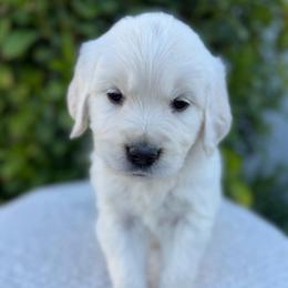 Orange Collar Boy - Light golden male Golden Retriever puppy in Utah from Deseret Peak Goldens