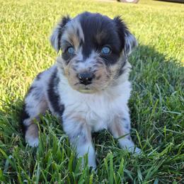 Ida Mae (Evie) - Blue merle female Australian Shepherd puppy in Harrodsburg, Kentucky from Triple M Aussies