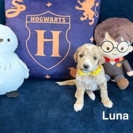 Luna - Cream female Goldendoodle puppy in Conroe, Texas from Tails of Cypress