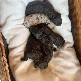 Muffin - Chocolate female Goldendoodle puppy in Taylorsville, Georgia from Sweet Southern Doodles