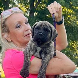 Purple - Fawn brindle female Bullmastiff puppy in Pleasant Hill, Missouri from Marconian Bullmastiffs