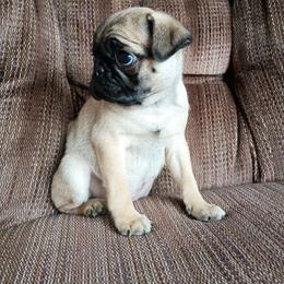 Cate - Fawn female Pug puppy in Fall Creek, Wisconsin from Heartville Pugs