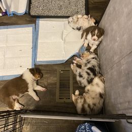 Australian Shepherd Puppies from Double BarH