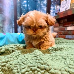 Goldie - Gold and white female Shih Tzu puppy in Running Springs, California from Amanda's Shih Tzus