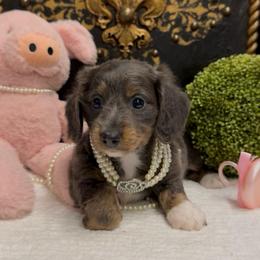 Denim - Blue and tan female Dachshund puppy in Collins, Georgia from Liberty Longhair Dachshunds