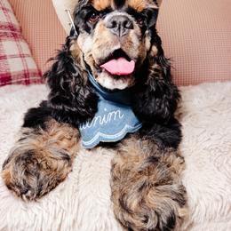 MOLLY - Black female Australian Labradoodle puppy in Valley Springs, California from Blue Denim Doodles
