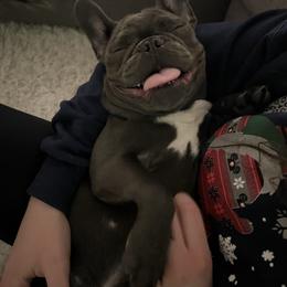 French Bulldog Puppies from Heartfelt Kennels
