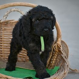 Poodle Puppies from Nay Design Poodles