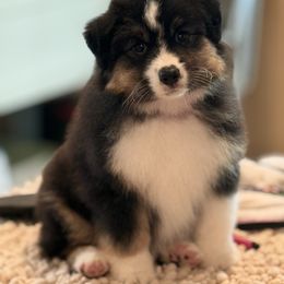 Rose - Black tri female Miniature American Shepherd puppy in Fredericksburg, Virginia from Battlefield Australian Shepherds and Miniature American Shepherds