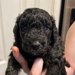 Girl 2 - Black and white female Aussiedoodle puppy in Columbia, Kentucky from Burton's Precious Doodles