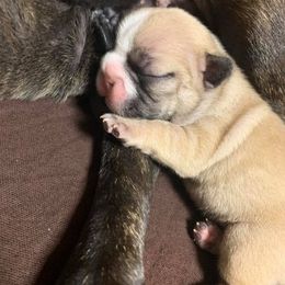 Golden Retriever Puppies from Golden-B-Bear Kennel