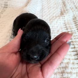 Nova - Cream Brindle - Brindle female Dachshund puppy in Little Elm, Texas from HotDachs