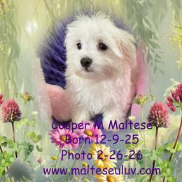Cooper M Maltese - White male Maltese puppy in Silverhill, Alabama from Malteseuluv’s Tiny Treasurers