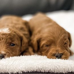 Cavapoos and Goldendoodles from Fitzdoodles