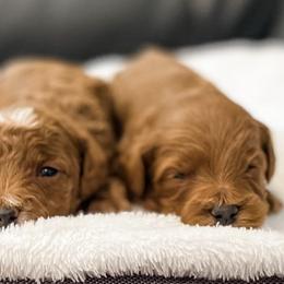 Cavapoos and Goldendoodles from Fitzdoodles