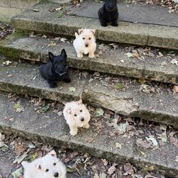 Scottish Terrier Puppies from Capstone Scottish Terriers