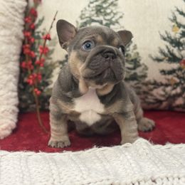 Noelle - Tricolors female French Bulldog puppy in Santa Rosa, California from Ingram Ranch Frenchies