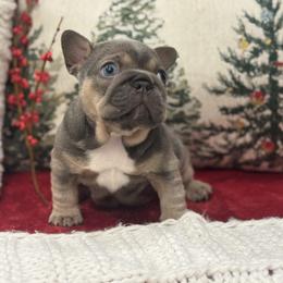 Noelle - Tricolors female French Bulldog puppy in Santa Rosa, California from Ingram Ranch Frenchies