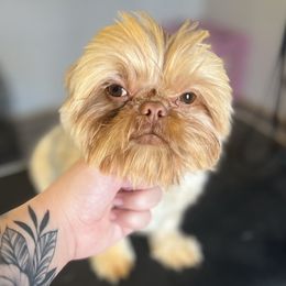 Maverick - Shih Tzu