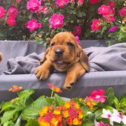 Male 1 - Mahogany and white male Basset Hound puppy in Robbins, Tennessee from Orange Mountain Basset Hounds