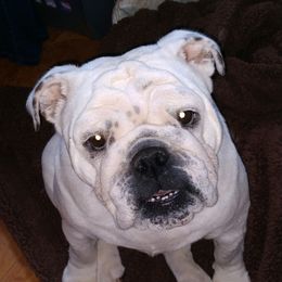 Twinkie - Bulldog