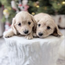 Rosie - Cream female Dachshund puppy in Richmond, Virginia from Irresistible Dachshunds & Cavaliers