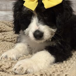 Marigold - Tri-color female Bernedoodle puppy in Peterstown, West Virginia from To Love A Doodle