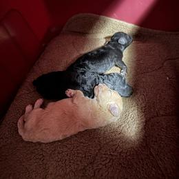 Silver girl 1 - Silver female Poodle puppy in Birmingham, Alabama from Stormborn
