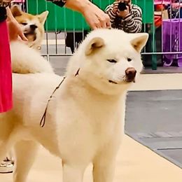Lexus - Akita