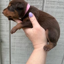 Baby Ruth - Red and rust female Doberman Pinscher puppy in Ludowici, Georgia from Royal Destiny Kennels
