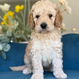 Henry - Apricot male Goldendoodle puppy in Yuciapa, California from AlltheDoodlez_