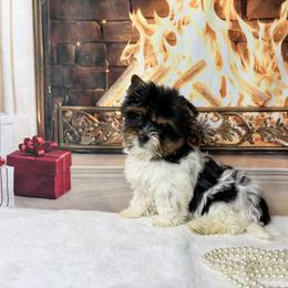 AKC Teddy 2150 - Black tan and white male Biewer Terrier puppy in Douglas, Georgia from South Georgia Yorkies and Biewers