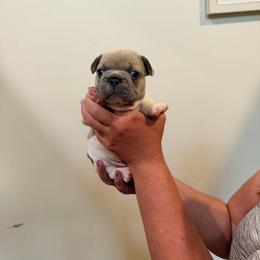 Orange - Fawn and white male French Bulldog puppy in New Hampton, New Hampshire from Kismet French Bulldogs