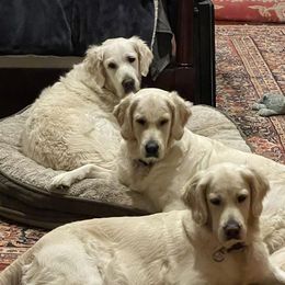 Golden Retrievers from Mystique Golden Retrievers