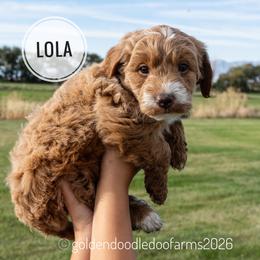 Lola - Caramel red female Golden Aussiedoodle puppy in Hyrum, Utah from Goldendoodledoo Farms
