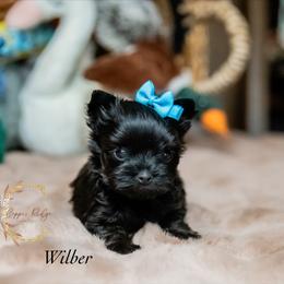 Wilber - Black and gold male Yorkshire Terrier puppy in Marmaduke, Arkansas from Copper Ridge Yorkies