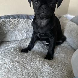 Roco - Black male Pug puppy in Indian Trail, North Carolina from Love Pugs