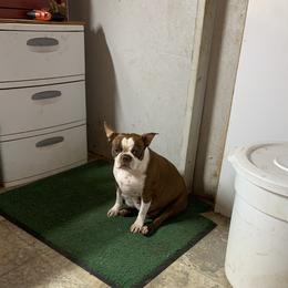Ref - Boston Terrier
