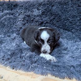 Black panther - Black and white female Border Collie puppy in Dunnellon, Florida from A&S Border Collies