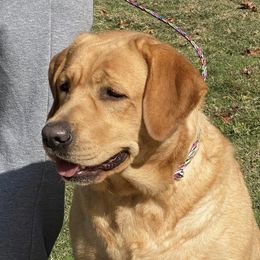 Mabel - Labrador Retriever