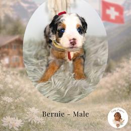 Bernie - Blue merle male Bernedoodle puppy in Canton, Georgia from Teddy Puppies