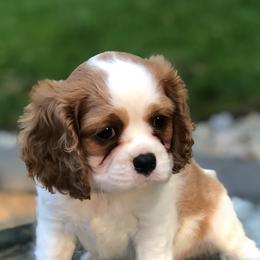 Cavalier King Charles Spaniel Puppies from Chestnut Ridge Cavaliers