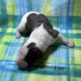 Fred - White and fawn brindle male Whippet puppy in Plainfield, Indiana from Rose Acre Whippets